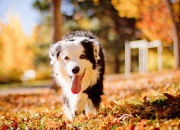 开云体育官网-德罗赞关键一击定乾坤，山西队客场力克广厦队