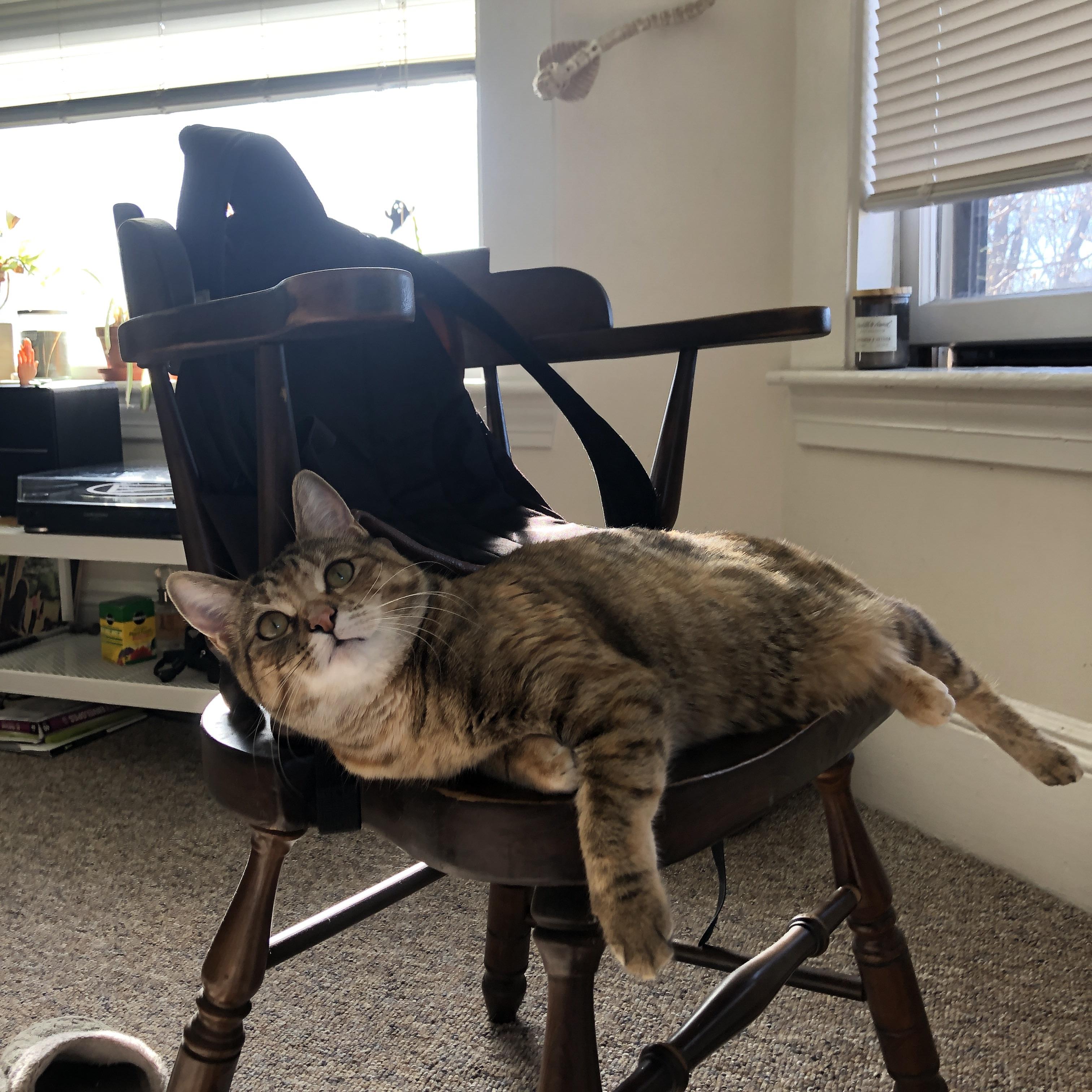 当紫金军团遇见浙江旋风，塔图姆纪录夜背后的篮球全球化叙事